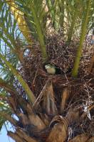 04 Cadiz - Parque Genoves Palme mit Vogel 1 